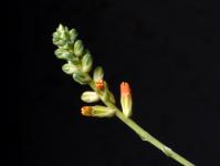 Thumbnail of 1877_Aloe haworthioides aurantiaca_20151121_03(1).JPG